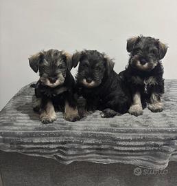 Schnauzer nano