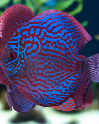 DISCUS