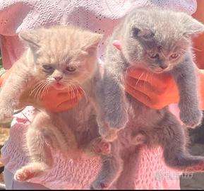 British short hair hair gattini 2 mesi