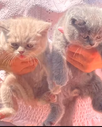 British short hair hair gattini 2 mesi