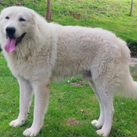 Pastore maremmano abruzzese