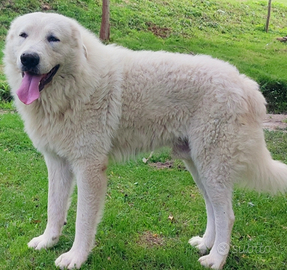 Pastore maremmano abruzzese