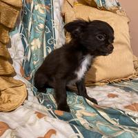 Chihuahua maschietto