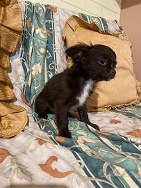 Chihuahua maschietto