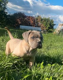 Cane Corso