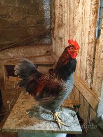 Barnevelder