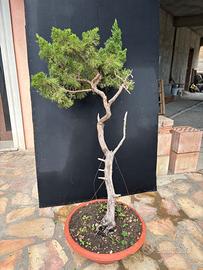 Prebonsai Ginepro