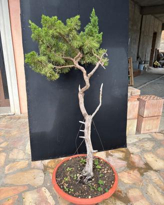 Prebonsai Ginepro