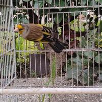 Incrocio di cardellino x canarino