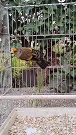 Incrocio di cardellino x canarino