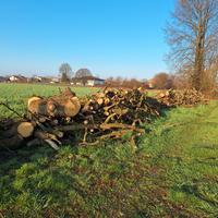 legna da ardere  di rovere 