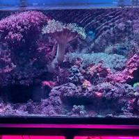 Acquario marino