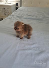 Cuccioli di spitz pomerania micro