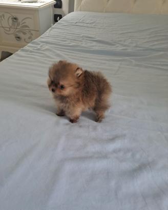 Cuccioli di spitz pomerania micro