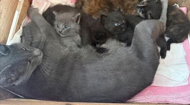 Gattini di 2 mesi tipo certosino