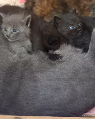 Gattini di 2 mesi tipo certosino