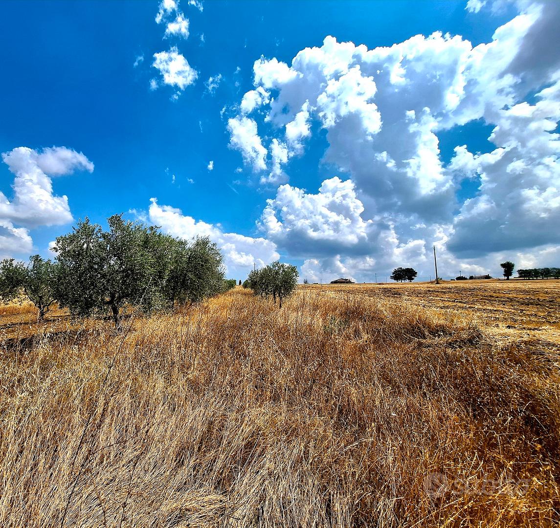 Terreno di 40 olivi in frutto - Vista 3