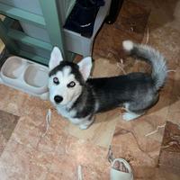 Cucciolo Husky
