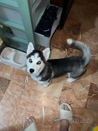 Cucciolo Husky