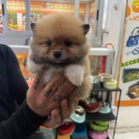 Cuccioli di spitz della Pomerania