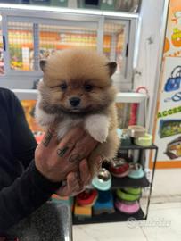 Cuccioli di spitz della Pomerania