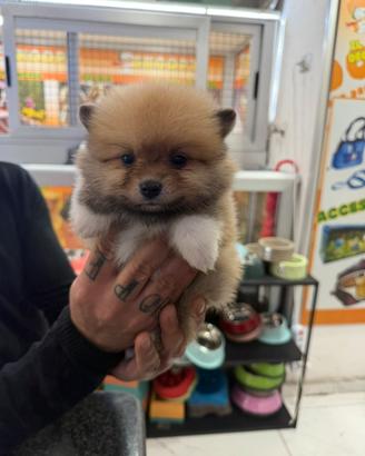 Cuccioli di spitz della Pomerania