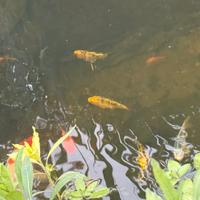 Carpe koi