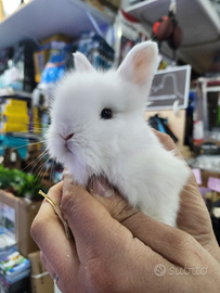 Coniglietti nani testa di leone