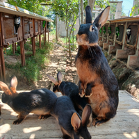 Lepre nero focata con cuccioli