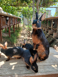 Lepre nero focata con cuccioli