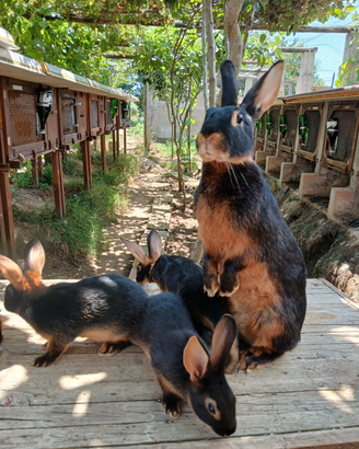 Lepre nero focata con cuccioli