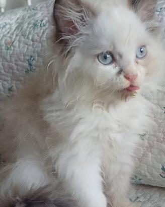 Ragdoll