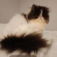 Disponibili gatti persiani giovani