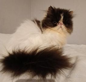 Disponibili gatti persiani giovani