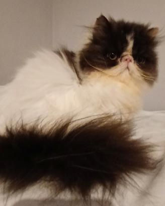 Disponibili gatti persiani giovani