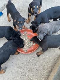 Rottweiler incrocio