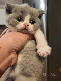Cucciola british shorthair