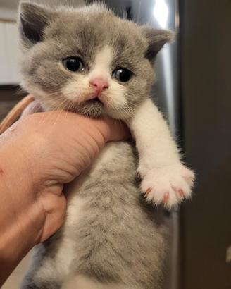Cucciola british shorthair