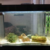 Acquario lt 130 Askoll Pure XL HC Led con mobile