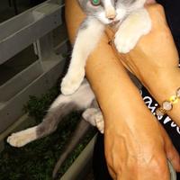 Gattino gattina Taranto Brindisi Lecce