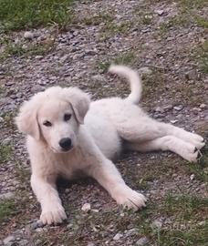 Cucciole maremmano