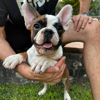 Bulldog francese 3 maschietti