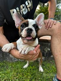 Bulldog francese 3 maschietti