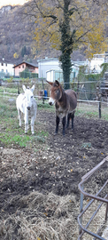 Mulo,asino