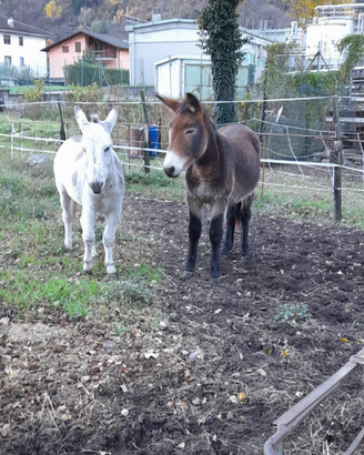 Mulo,asino
