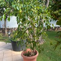 Piante di ficus benjamin e schefflera