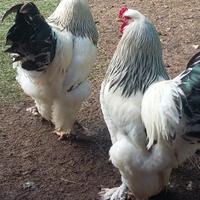 Gallo Brahma gigante bianco