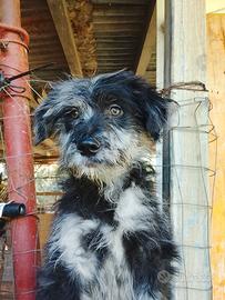 Cucciolo pastore bergamasco