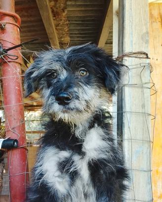 Cucciolo pastore bergamasco
