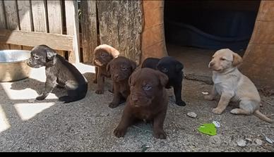 Cuccioli di labrador